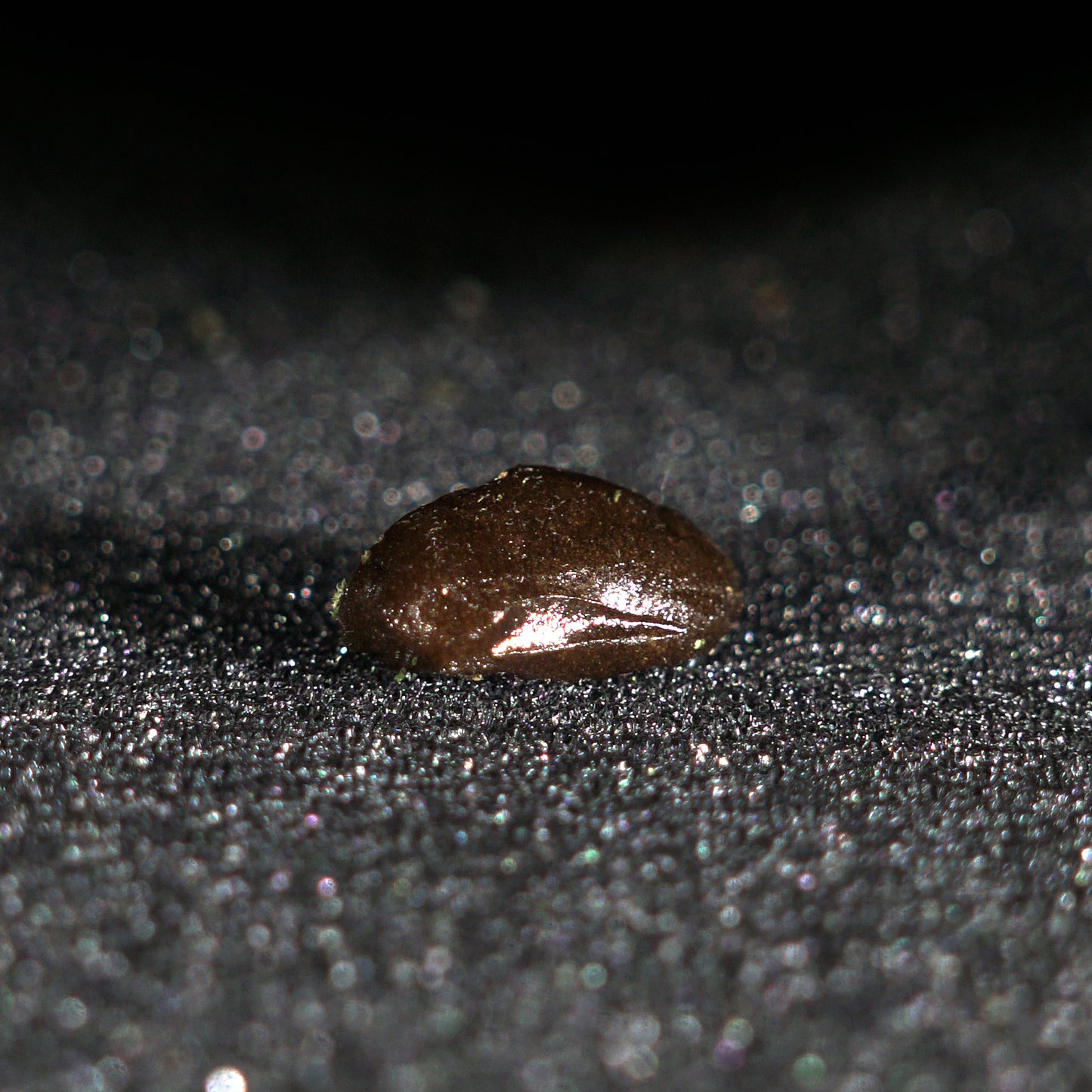 Candy Cola hash